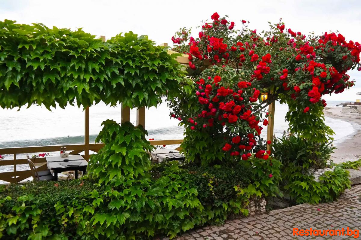 Sea TERRASE