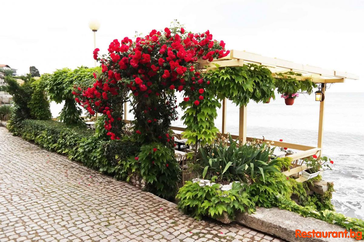 Sea TERRASE