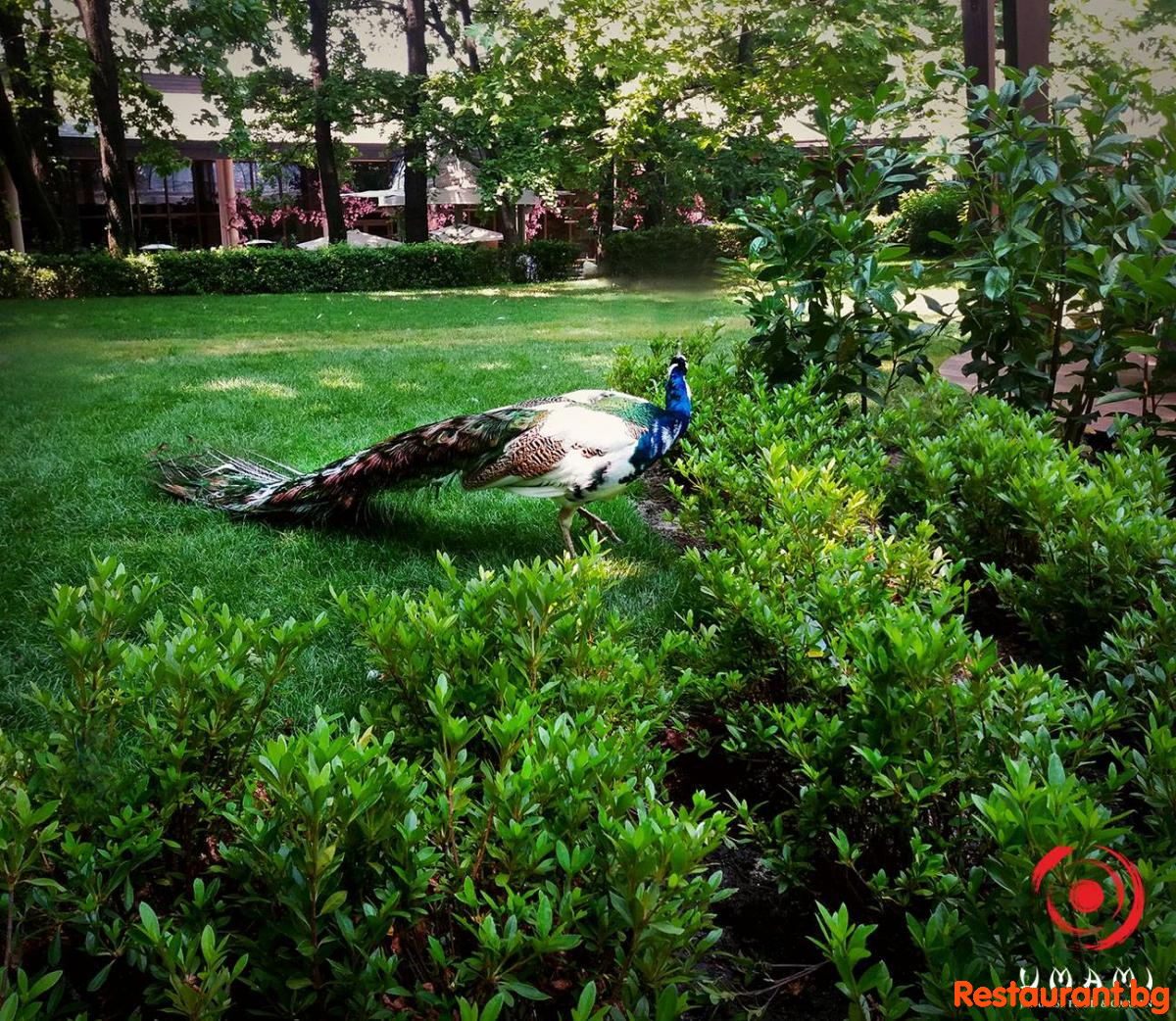 The most beautiful Garden in Sofia!