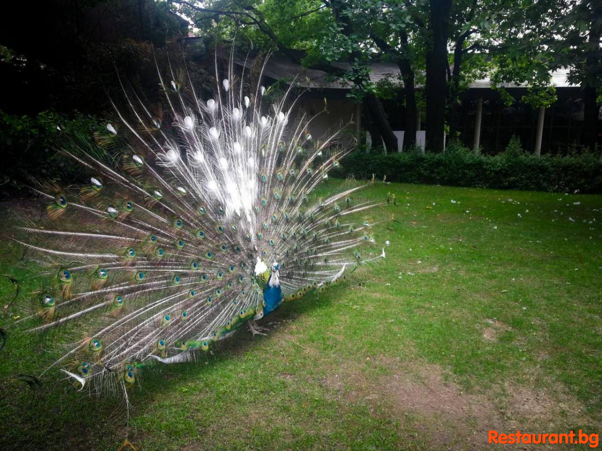 The most beautiful Garden in Sofia!