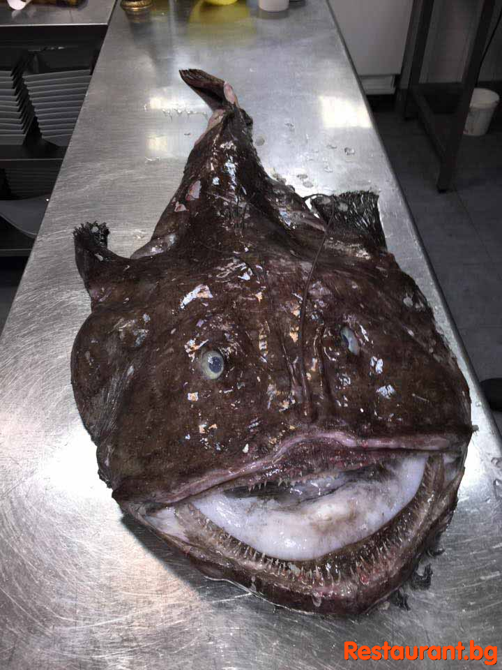 Fresh Fish !