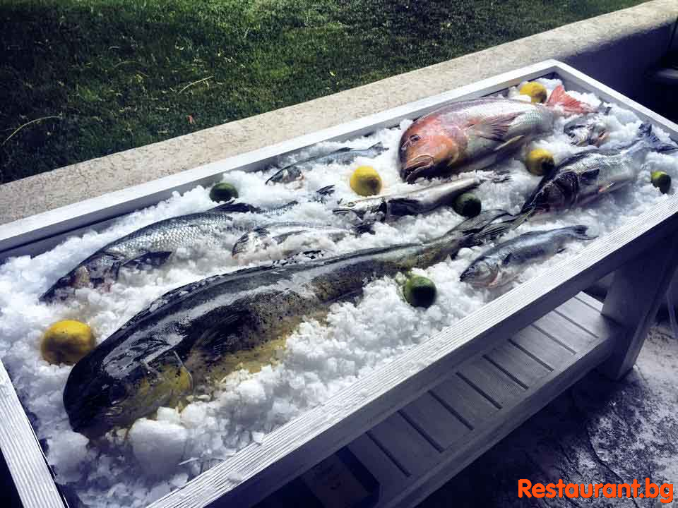 Fresh Fish !