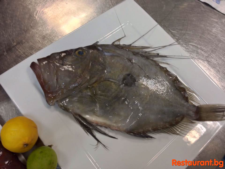 Fresh Fish !