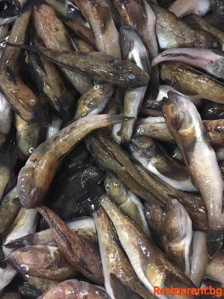 MYKONOS Plovdiv Fish