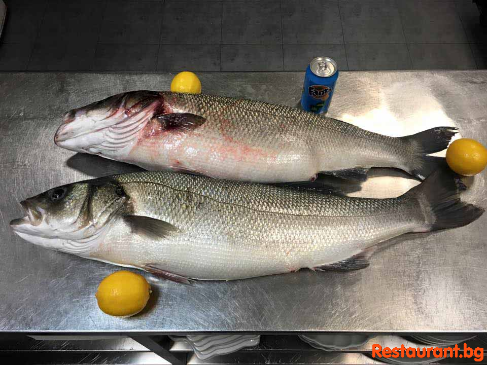 Fresh Fish !