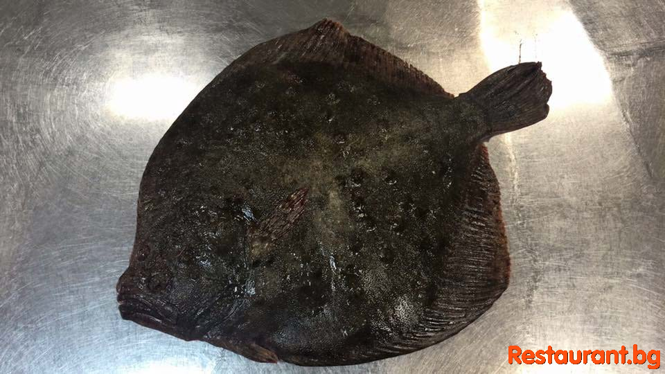 Fresh Fish !