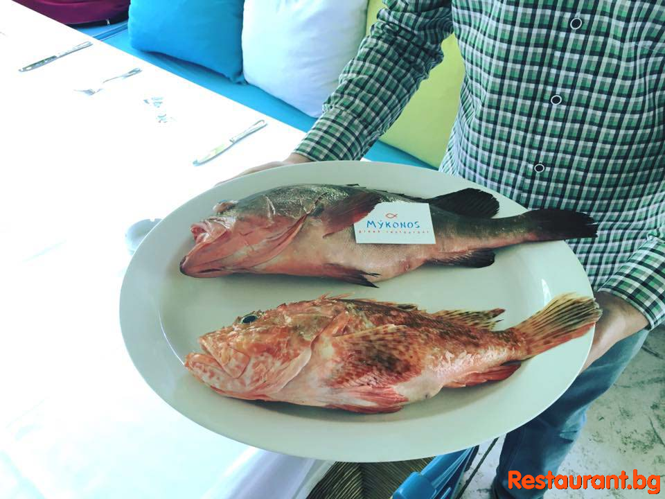 Fresh Fish !