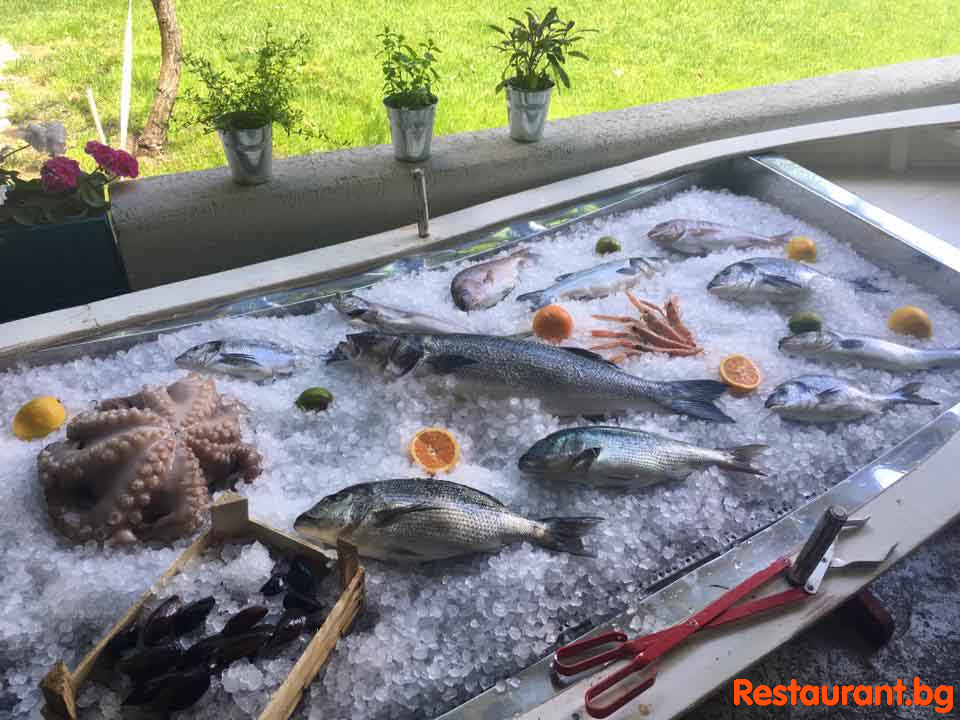 Fresh Fish !