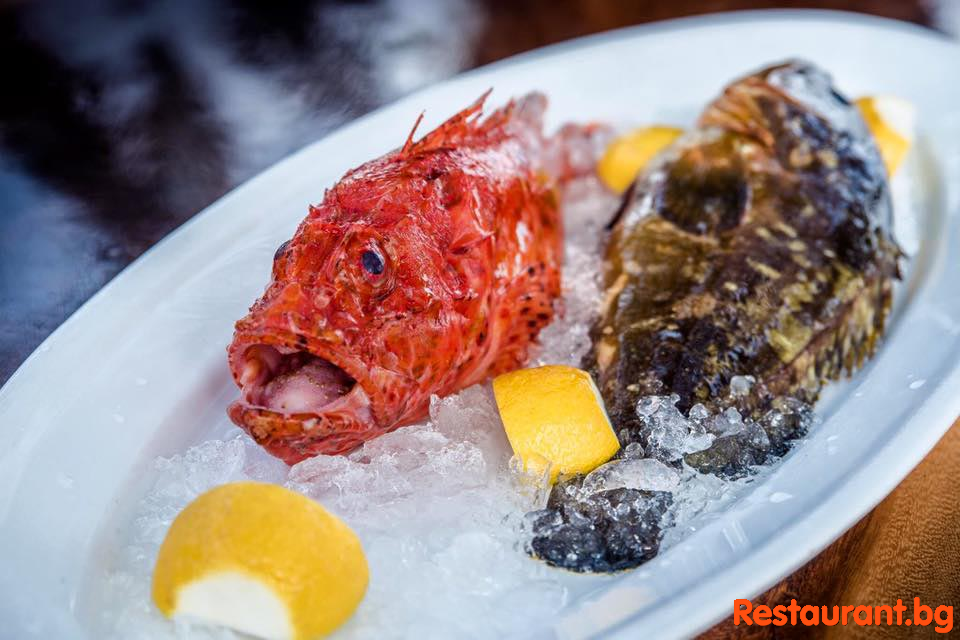 Fresh Fish !
