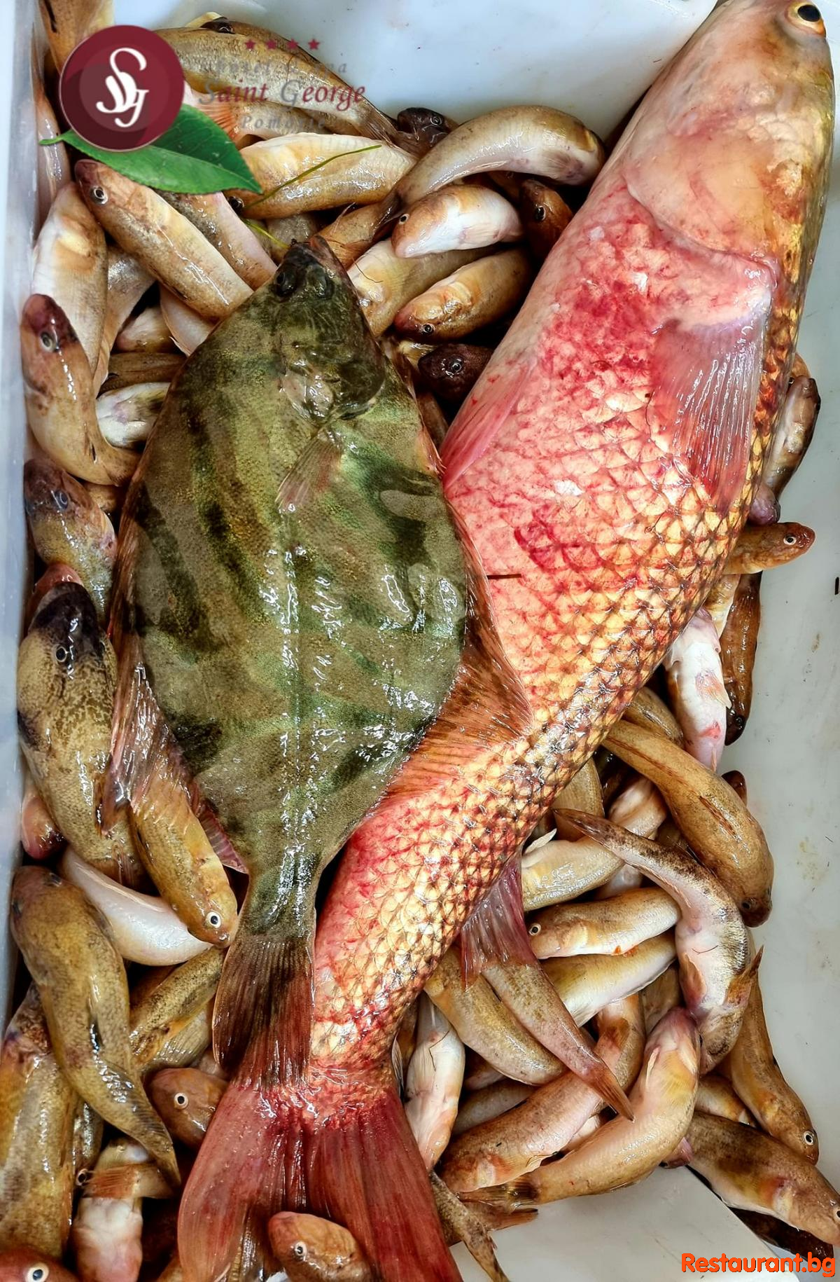 Always Fresh Fish !