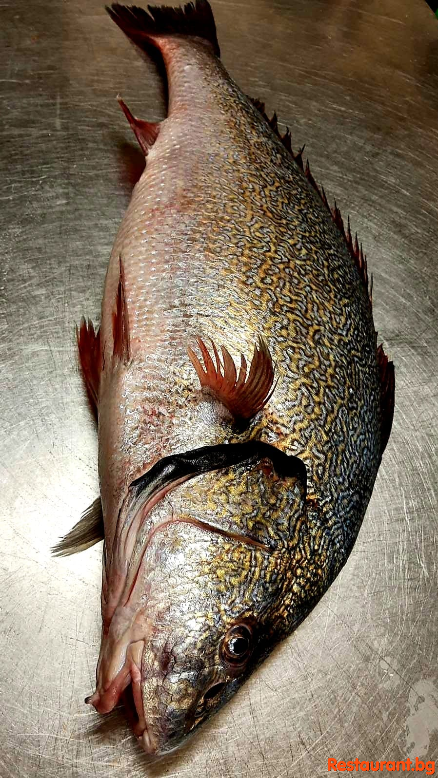 Always Fresh Fish !