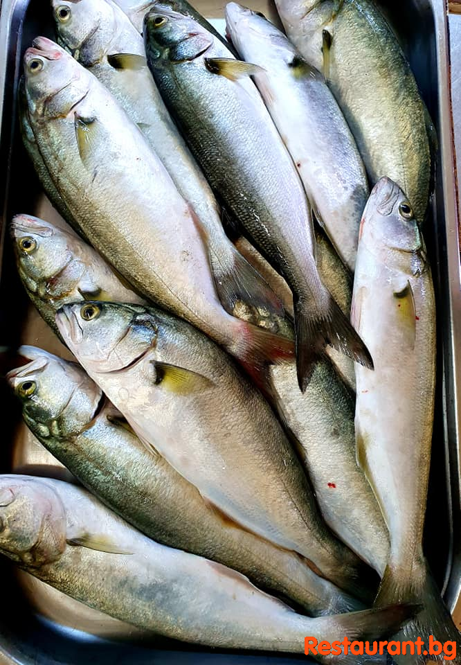 Always Fresh Fish !