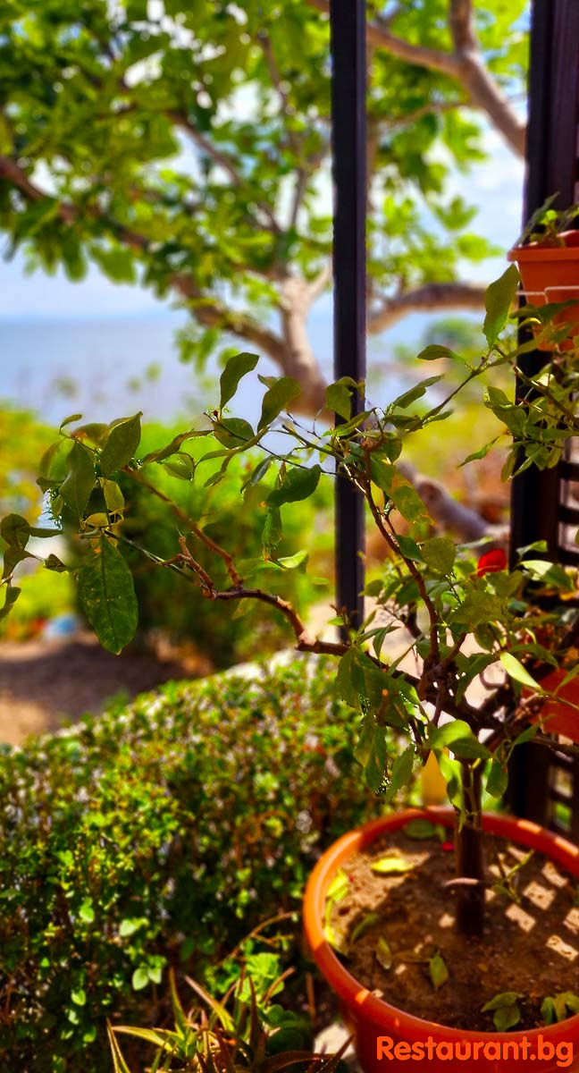 The Garden