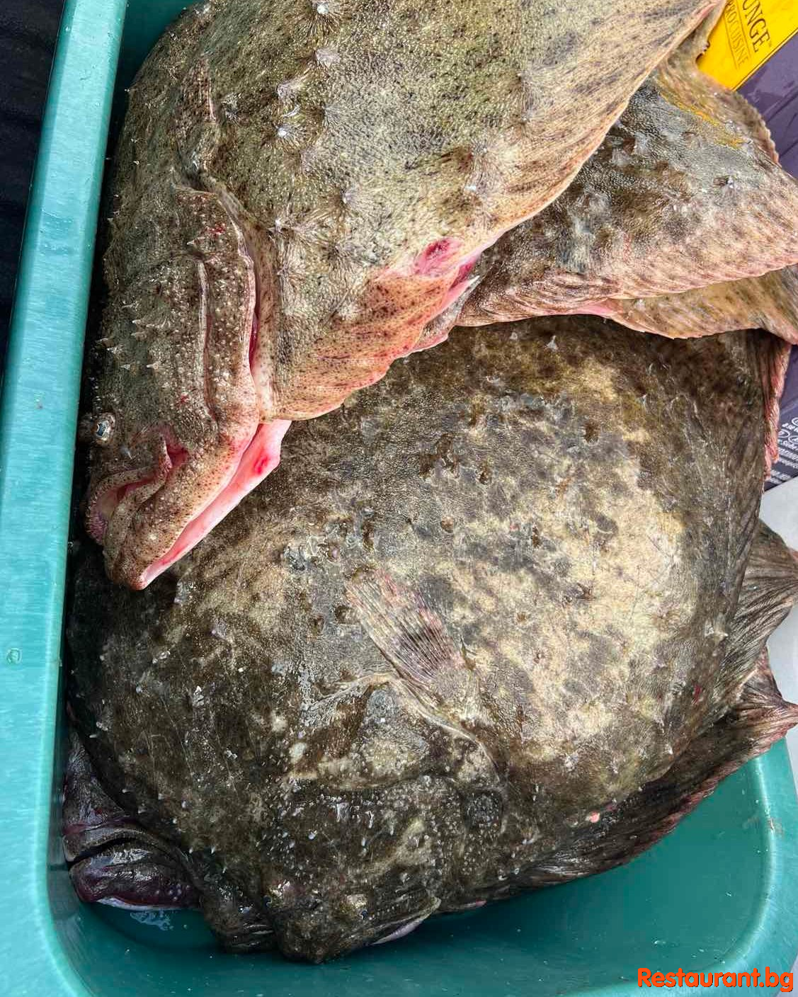 Fresh Fish