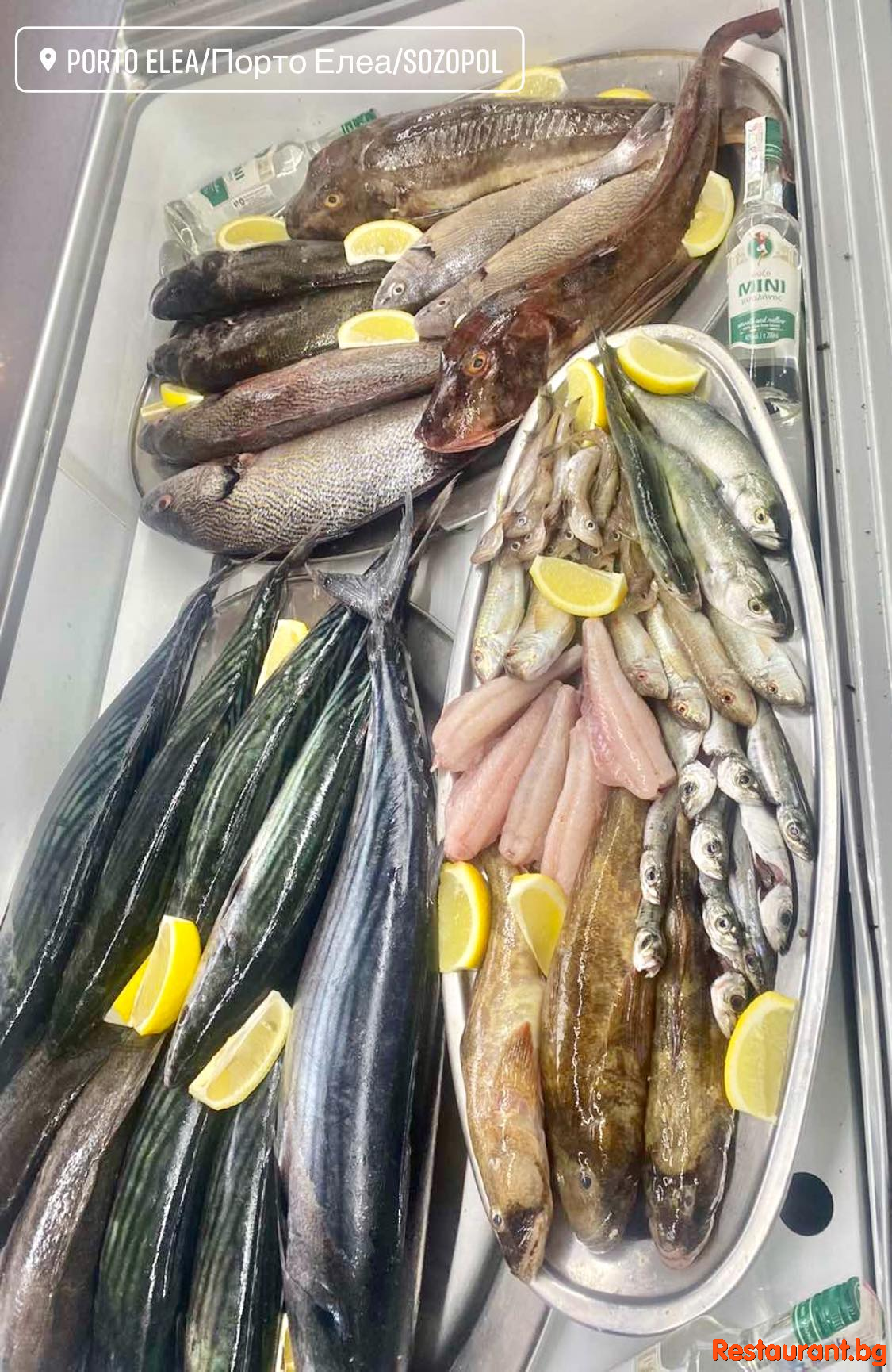 Fresh Fish