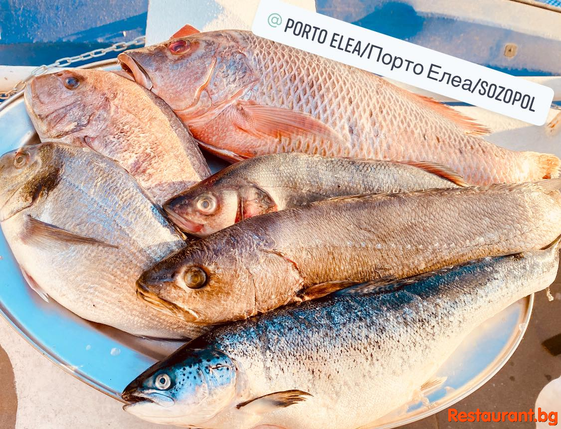 Fresh Fish